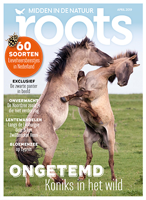 Roots Cadeau